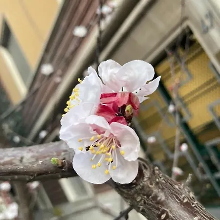 Our In - Via Machiavelli Roma